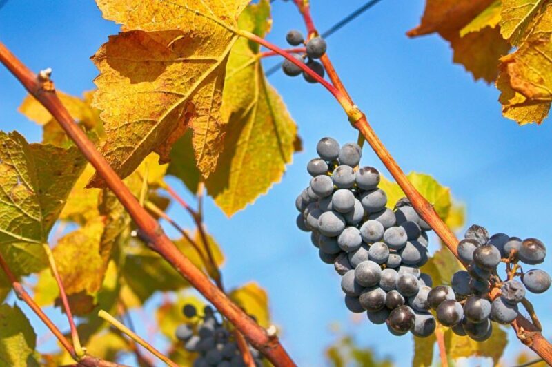 Dubrovnik: Day Trip to 3 Peljesac Wineries with Tastings - The Itinerary: What to Expect