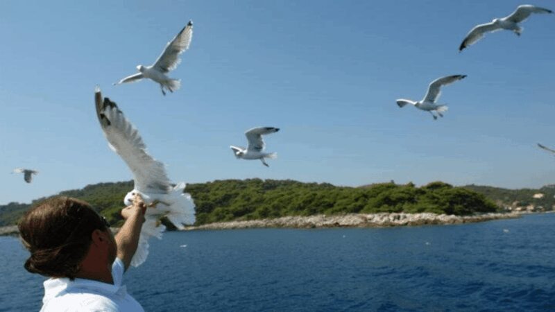 Dubrovnik: Elaphiti Islands Boat Cruise with Lunch & Drinks - The Sum Up