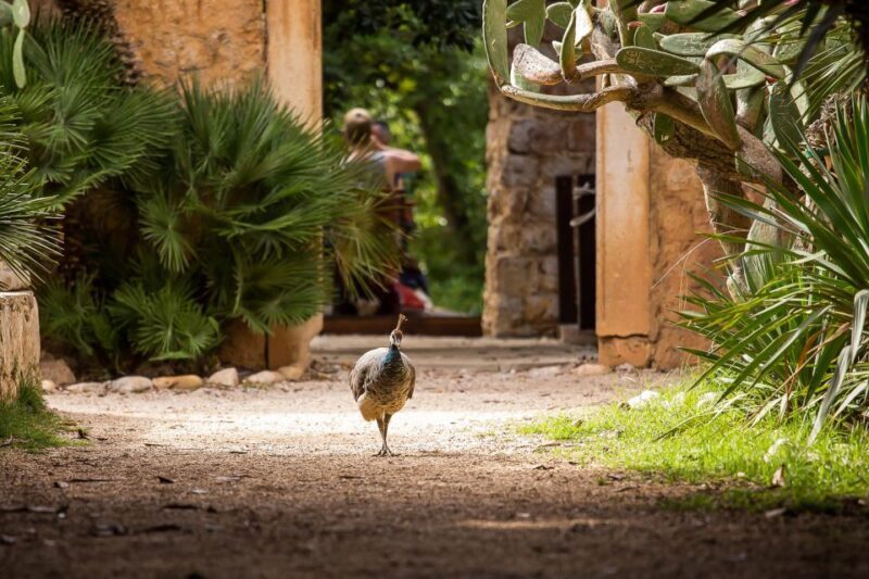 Dubrovnik: Game of Thrones&Lokrum Island Walking Tour - Dubrovnik: Game of Thrones & Lokrum Island Walking Tour — A Deep Dive