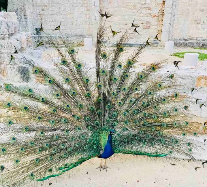 Dubrovnik: Lokrum Island and Betina Cave Boat Tour - Key Points