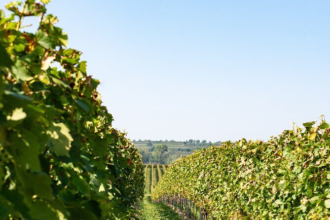 Dubrovnik Private Walking Tour and Wine - What Travelers Say
