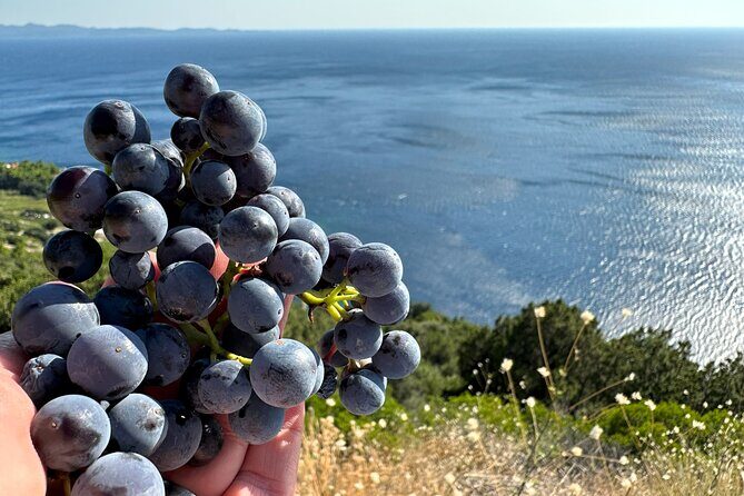 Dubrovnik Private Wine Tasting Tour To Peljesac - FAQ