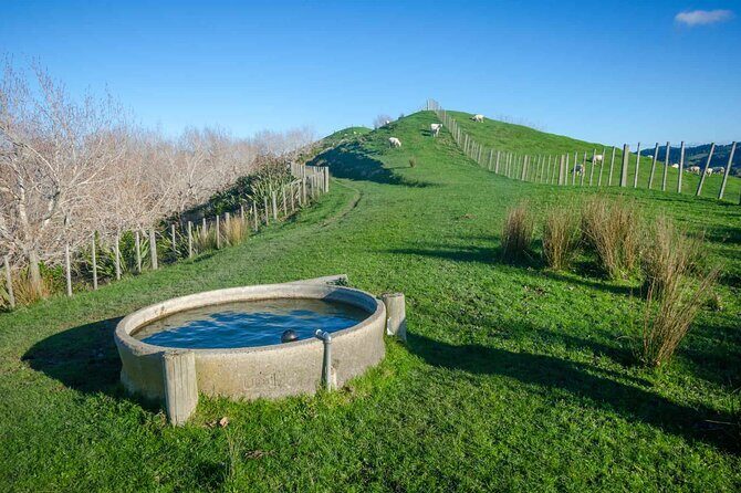 Duder Regional Park Half-Day Walking Tour - The Sum Up