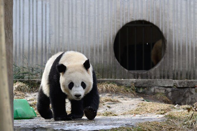 Dujiangyan Irrigation System and Panda Base Day tour - The Sum Up