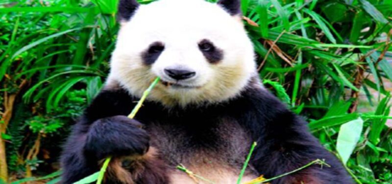 Dujiangyan panda base and irrigation system park day tour - Why the Tour Offers Real Value