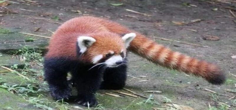 Dujiangyan panda base and irrigation system park day tour - Who Will Enjoy This Experience?