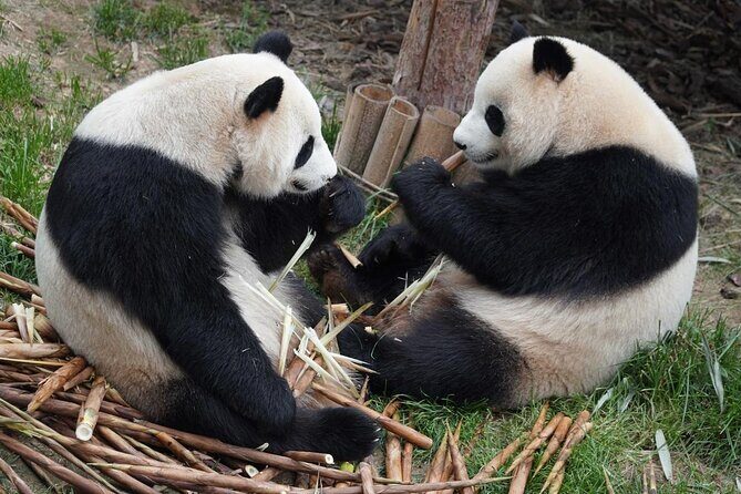 Dujiangyan/Wolong Panda Sanctuary day tour option panda keeper - A Closer Look at the Panda Sanctuary Day Tour