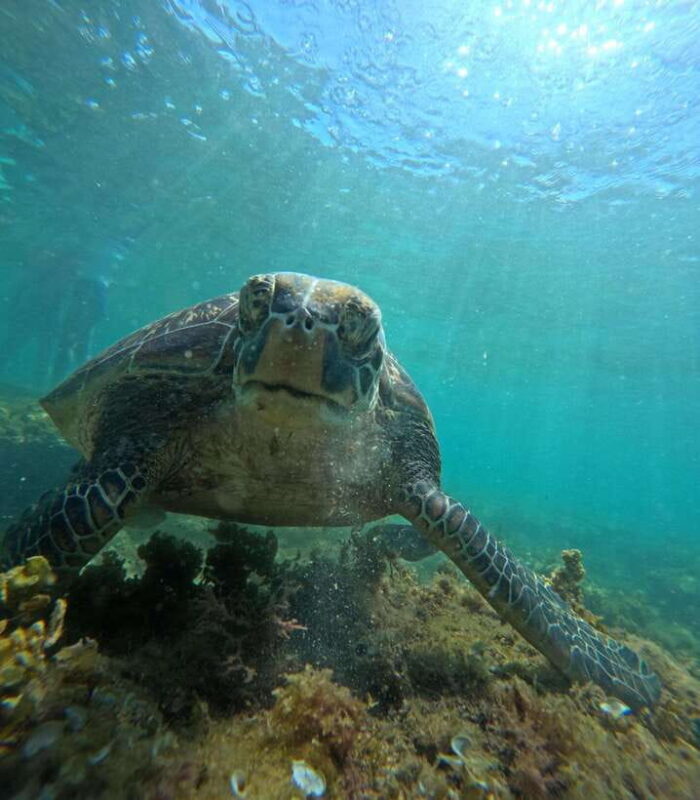 Dumaguete Apo Island Snorkel with turtle Tour - Key Points