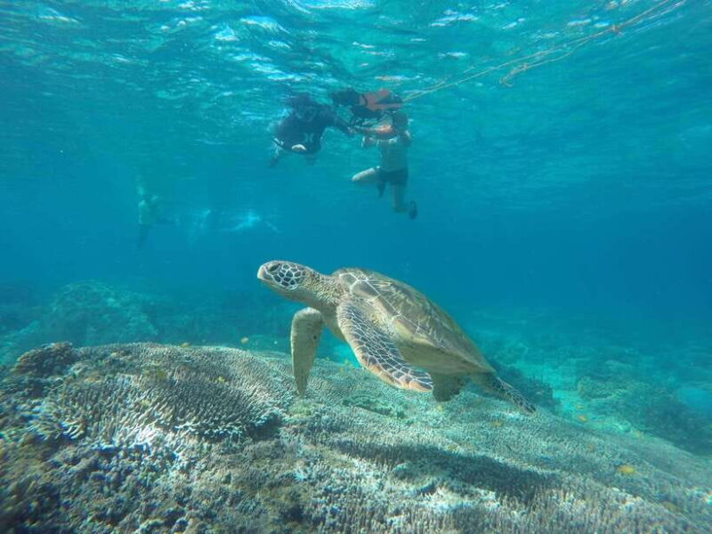 Dumaguete: Apo Island Snorkeling and Hiking Joiners Tour - Who Should Consider This Tour?