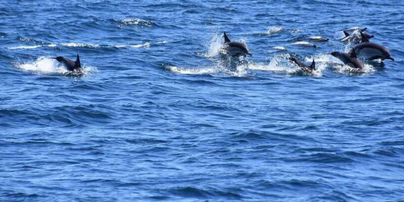 Dumaguete Manjuyod sand bar & Dolphin Watching - Additional Considerations