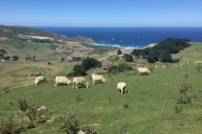 Dunedin City Highlights, Otago Peninsula Scenery & a Guided Penguin Reserve Tour - Frequently Asked Questions