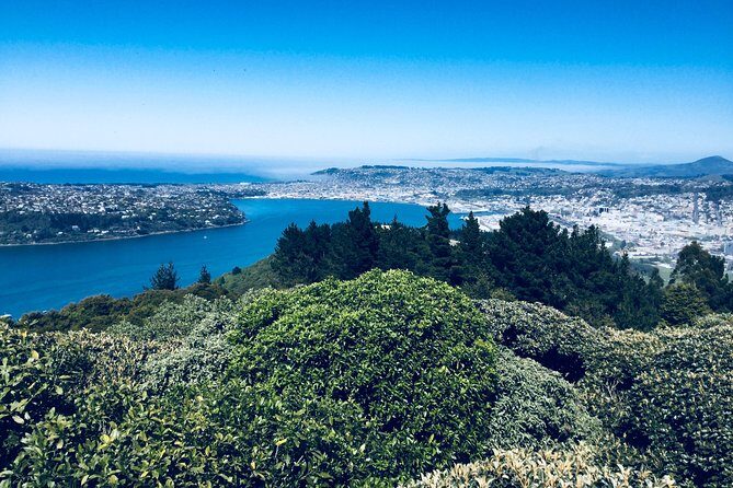 Dunedin City Highlights, Otago Peninsula Scenery & Albatross Guided Tour - A Deep Dive into the Dunedin & Otago Peninsula Experience