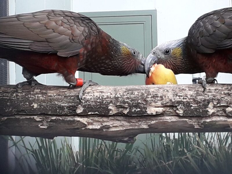Dunedin: Otago Peninsula with Guided Penguin Tour - Key Points