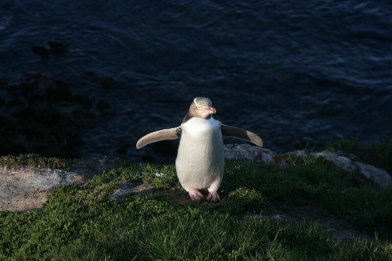 Dunedin: Otago Peninsula with Guided Penguin Tour - Exploring Dunedin’s Historic Heart