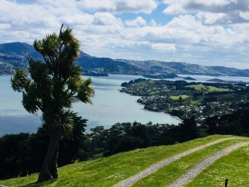 Dunedin: Otago Peninsula with Guided Penguin Tour - Scenic Drive Along Otago Peninsula