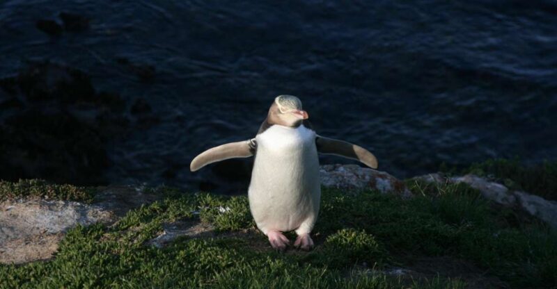 Dunedin: Otago Peninsula with Guided Penguin Tour - Scenic Low Road Return and Final City Stop