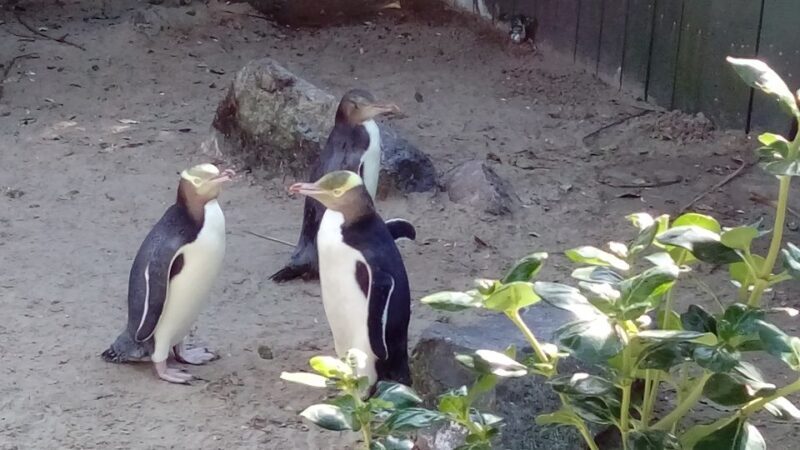 Dunedin: Otago Peninsula with Guided Penguin Tour - What We Love About This Experience