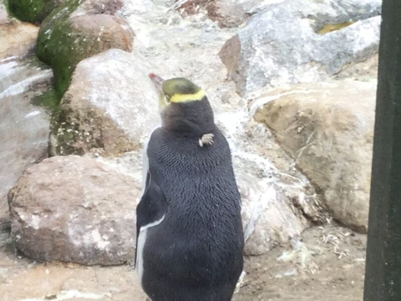 Dunedin: Otago Peninsula with Guided Penguin Tour - Potential Drawbacks or Considerations