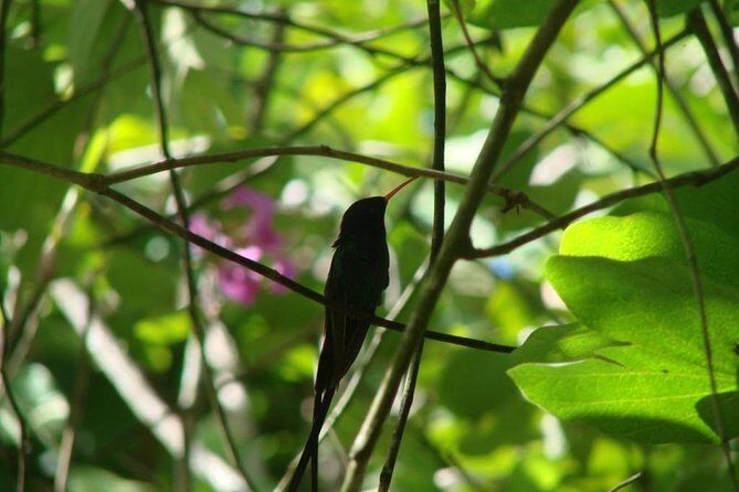 Dunns River Falls and Konoko Garden - Authenticity and Practical Tips