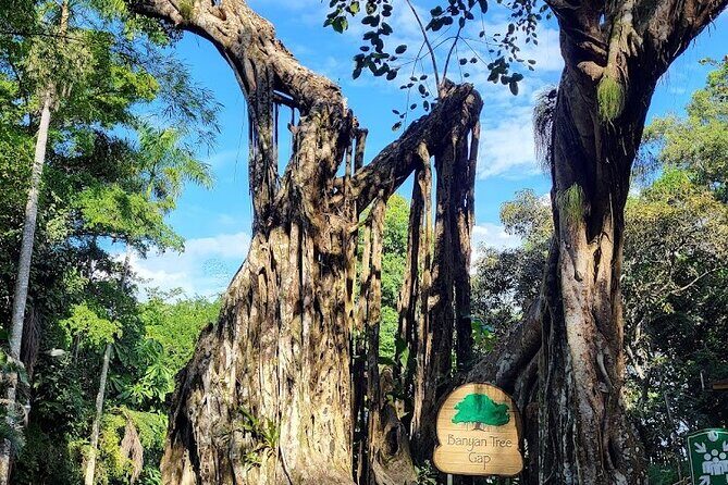 Dunns River Falls With Private Transportation from Montego Bay - Who Should Consider This Tour?