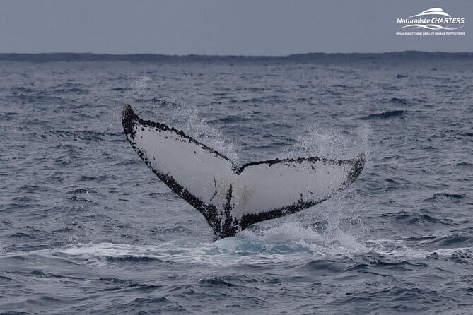 Dunsborough Eco and Snorkel Boat Tour - Final Thoughts