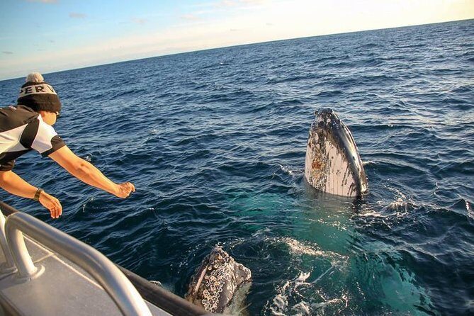 Dunsborough Whale Watching Eco Tour - The Experience: Comfort, Snacks, and a Respectful Approach