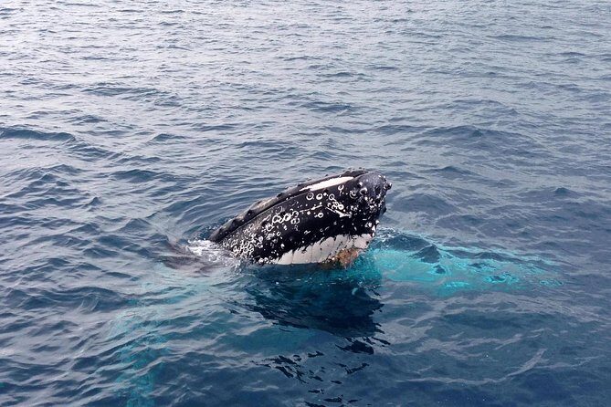 Dunsborough Whale Watching Eco Tour - Who Will Love This Tour?