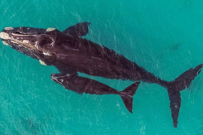 Dunsborough Whale Watching Eco Tour - In-Depth Review: The Details That Matter