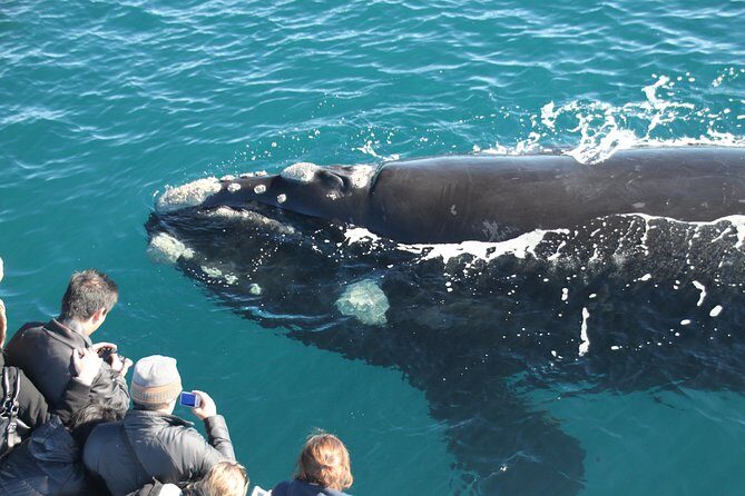 Dunsborough Whale Watching Eco Tour - Final Thoughts: Who Should Book?
