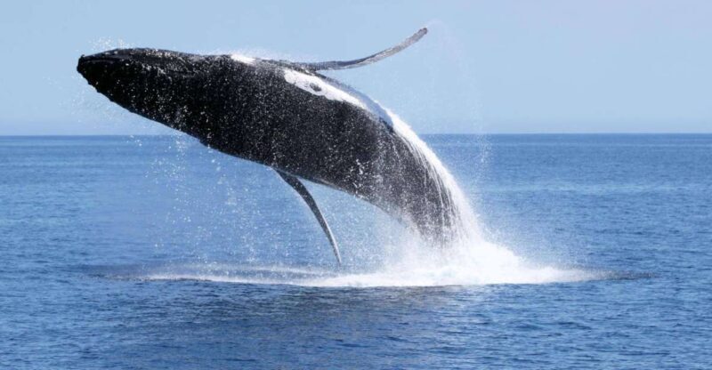 Dunsborough: Whale Watching Tour - Setting the Scene: Geographe Bay and Its Marine Marvels
