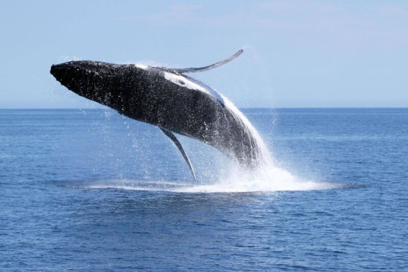 Dunsborough: Whale Watching Tour - The Highlights: Why This Tour Stands Out
