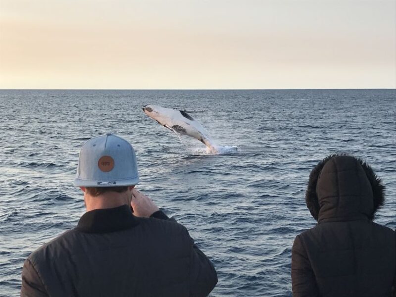 Dunsborough: Whale Watching Tour - Potential Drawbacks and Considerations