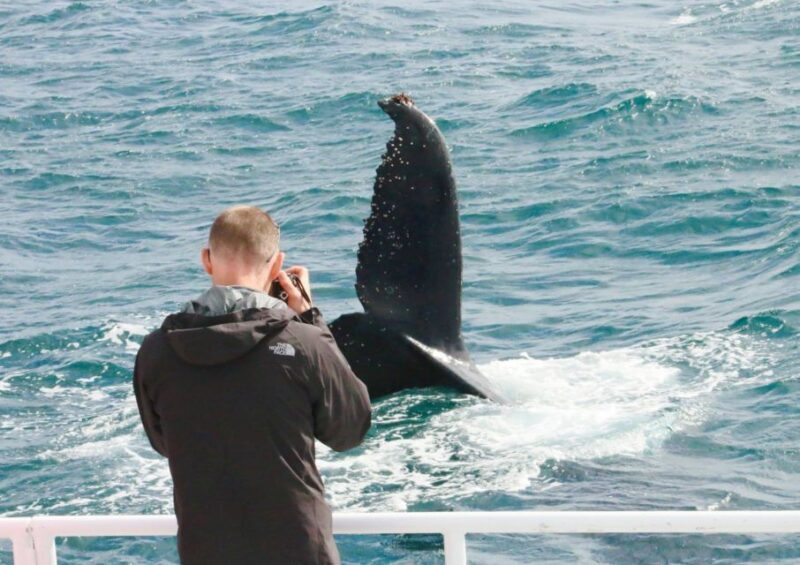 Dunsborough: Whale Watching Tour - Final Thoughts