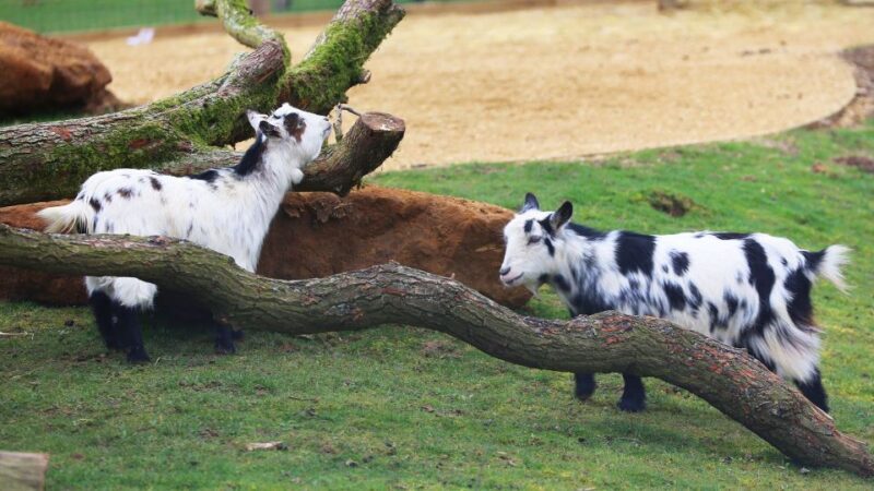 Dunstable: Whipsnade Zoo Full-Day Entrance Ticket - Location and Setting
