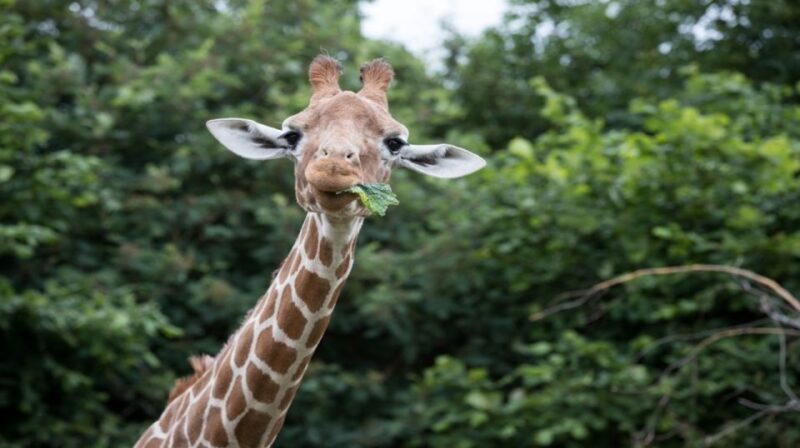 Dunstable: Whipsnade Zoo Full-Day Entrance Ticket - What to Expect on Your Day