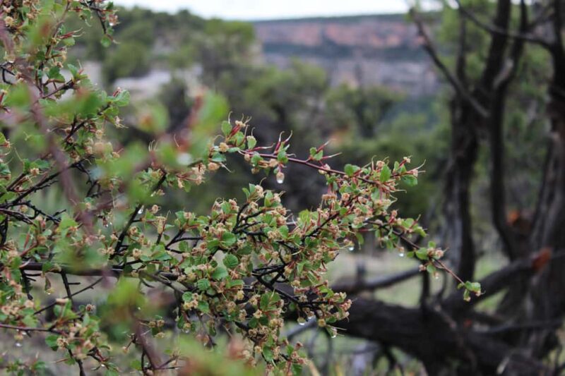 Durango: Mesa Verde National Park, Cliff Palace Tour w/Lunch - Possible Considerations