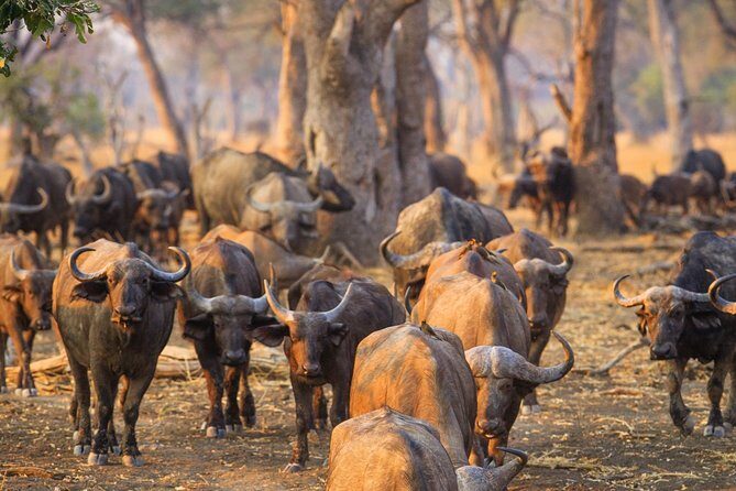 Durban: Big 5 Luxury Safari at an Award Winning Game Reserve  Zeiss Binoculars - The Sum Up: Who Is This Safari Best For?