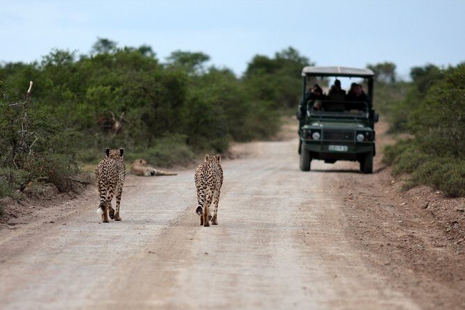 Durban: Big 5 Luxury Safari at an Award Winning Game Reserve  Zeiss Binoculars - FAQs