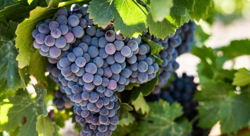 Durres Countryside Vineyards Wine & Food Tasting Tour - Frequently Asked Questions
