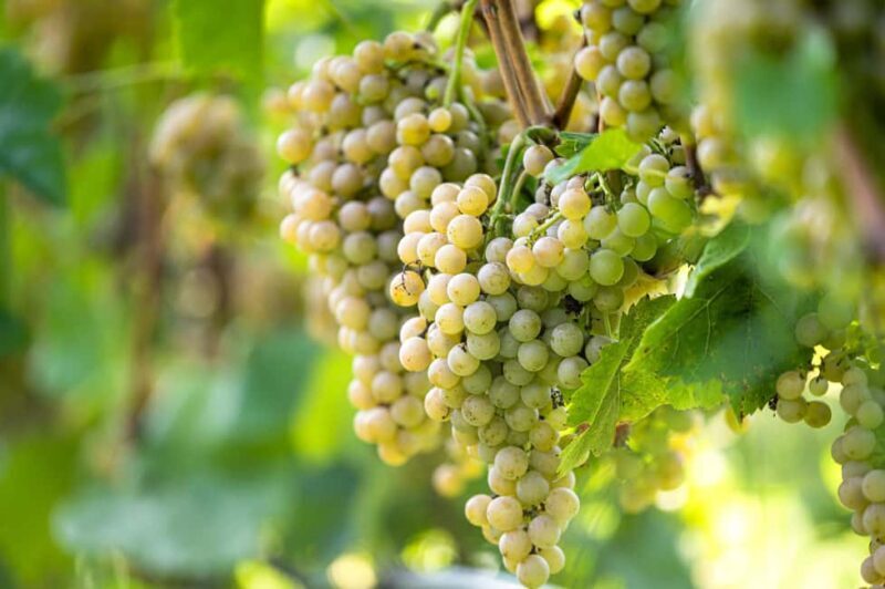 Durres Countryside Vineyards Wine & Food Tasting Tour - Final Thoughts