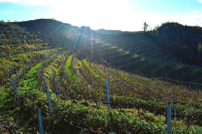 Durres & Wine Tasting Tour - Frequently Asked Questions