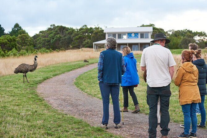 Dusk Discovery Tour - Discover the Nighttime Wildlife of the Otways with the Dusk Discovery Tour