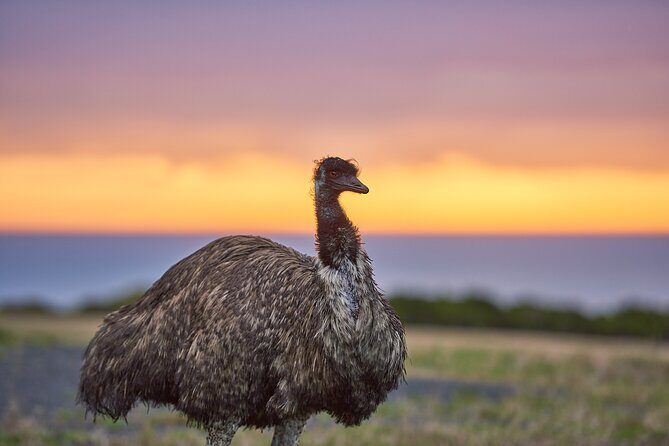 Dusk Discovery Tour - Why This Tour Offers Great Value
