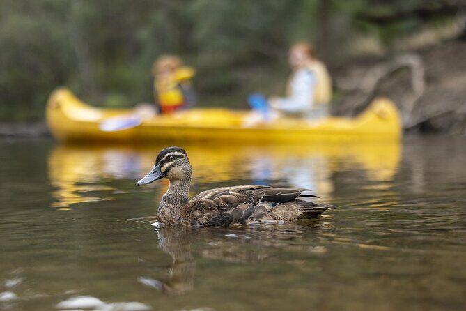 Dwellingup: Paddle and Picnic self-guided tour - Key Points