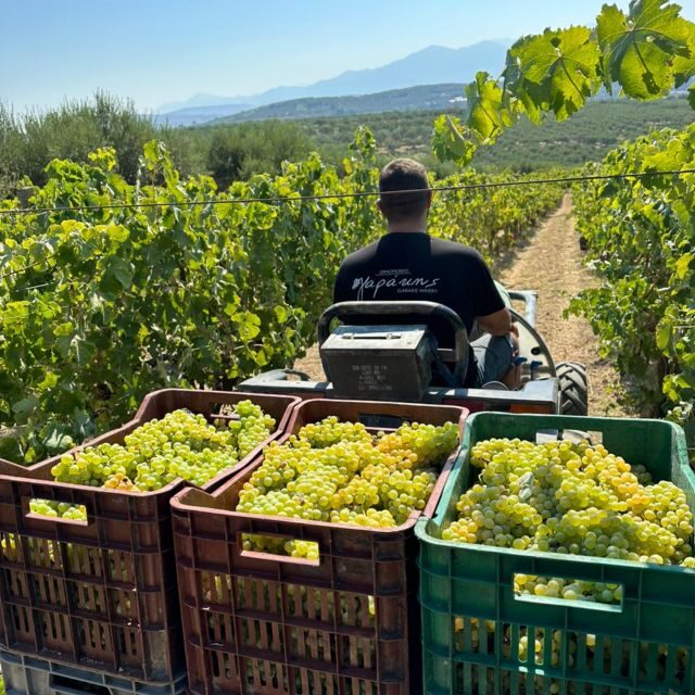 E-bike-Full Day- Olive oil Factory & Wine Tasting - Final Thoughts: Is It Worth It?