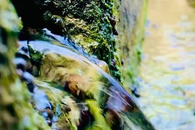 E-Bike Nature Tour in Shuri - Who Will Love This Tour?