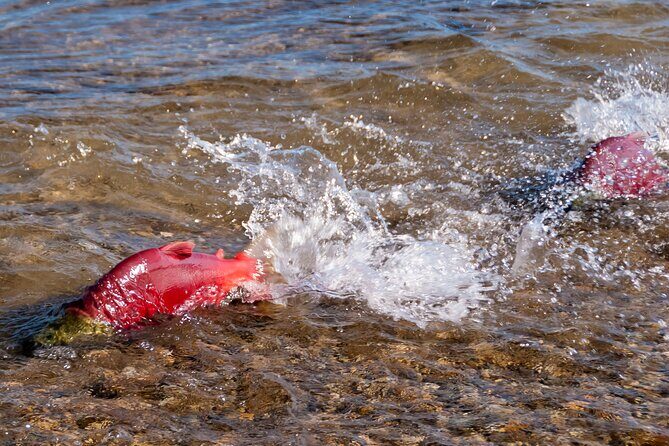 E-Bike Salmon Adventure - The Experience and Value