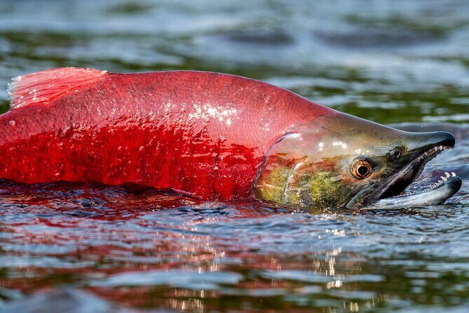 E-Bike Salmon Adventure - Frequently Asked Questions