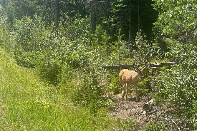 E Bike Tour in Glacier National Park Cammas Road - Frequently Asked Questions
