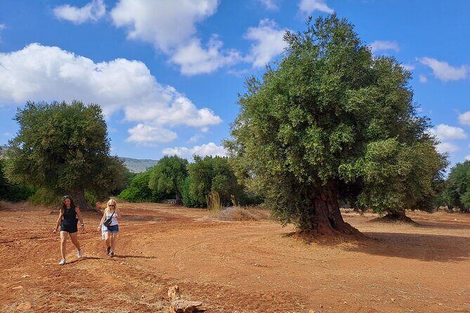 E-bike Tour in Ostuni, the centuries-old olive trees and the rock village - The Itinerary: A Closer Look
